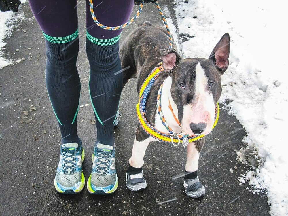 Пёс в большом городе: чем зимой рискует ваш питомец
