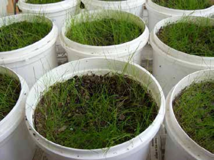 Муравьи, грызущие лед, рис. 2